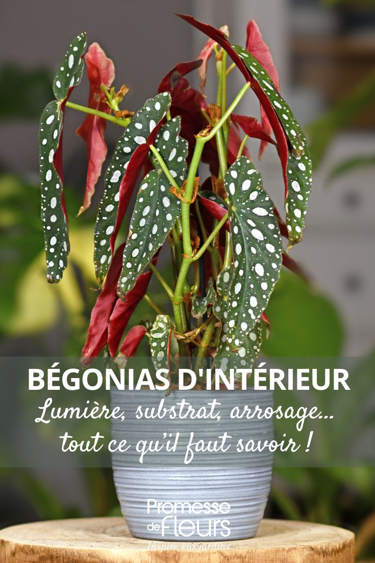 un Begonia maculata in vaso