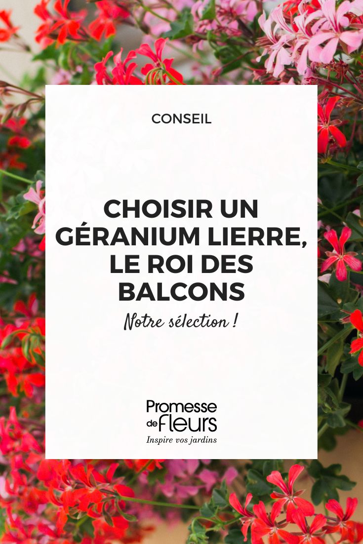 La nostra selezione di geranio edera