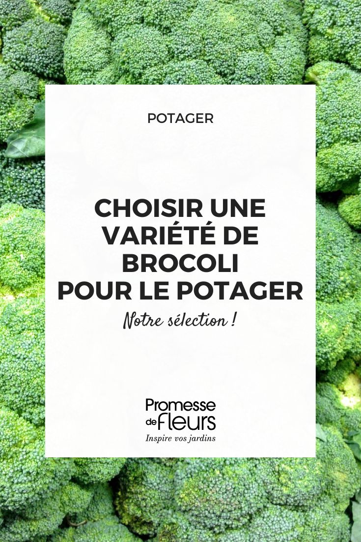 scegliere un broccolo