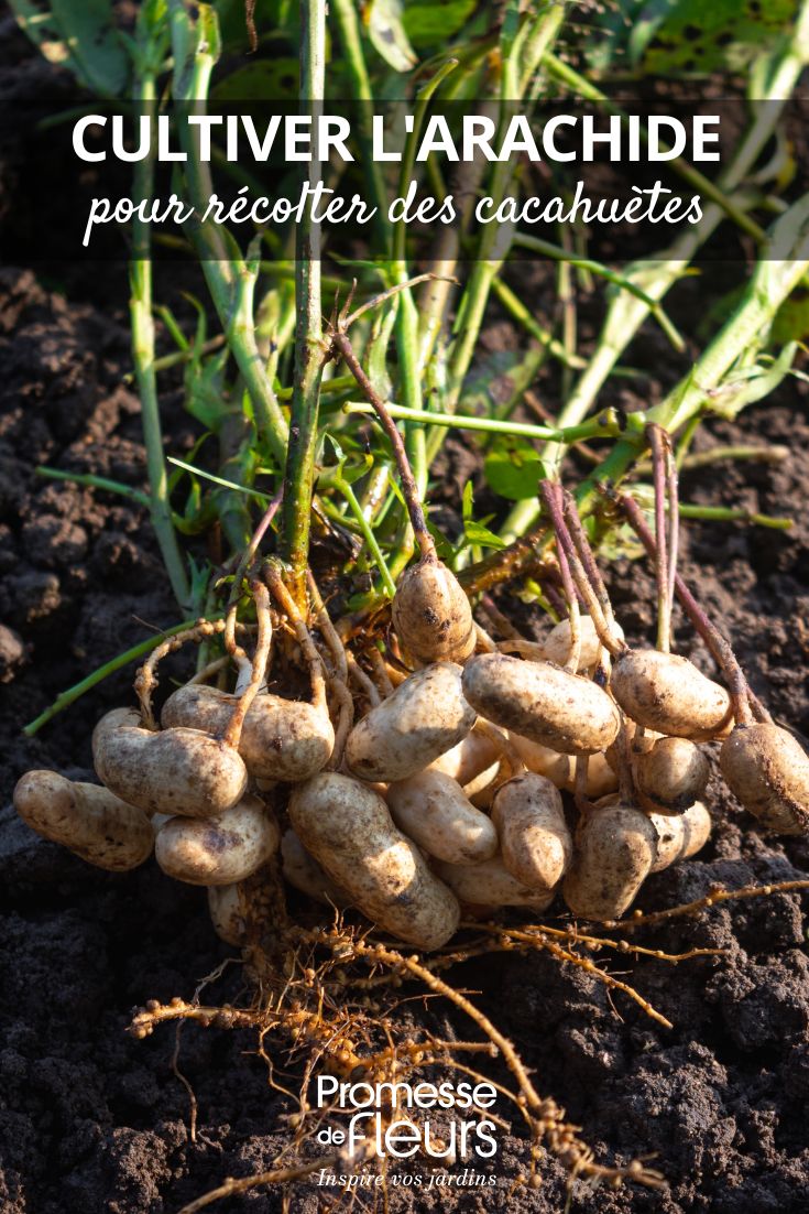 coltivazione dell'arachide