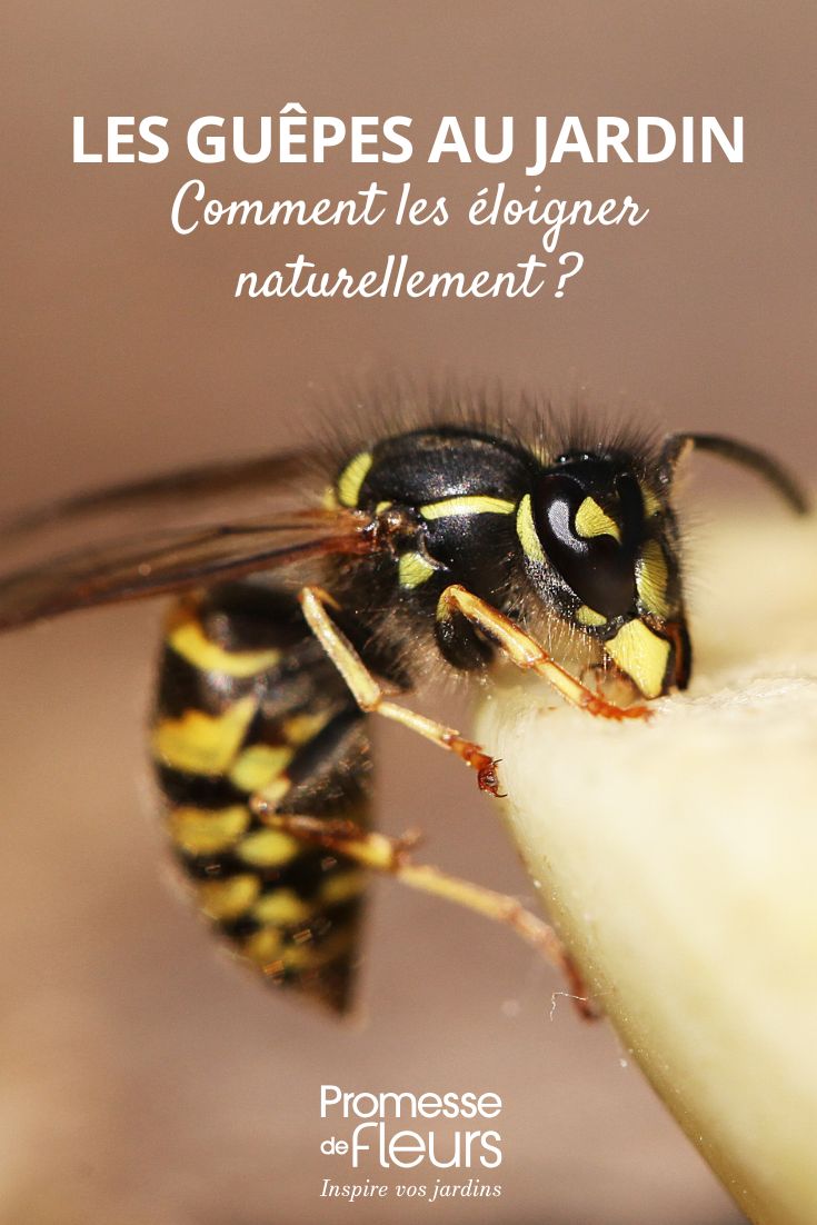 allontanare naturalmente le vespe