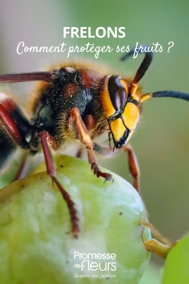 vespe: come proteggere i tuoi alberi da frutto