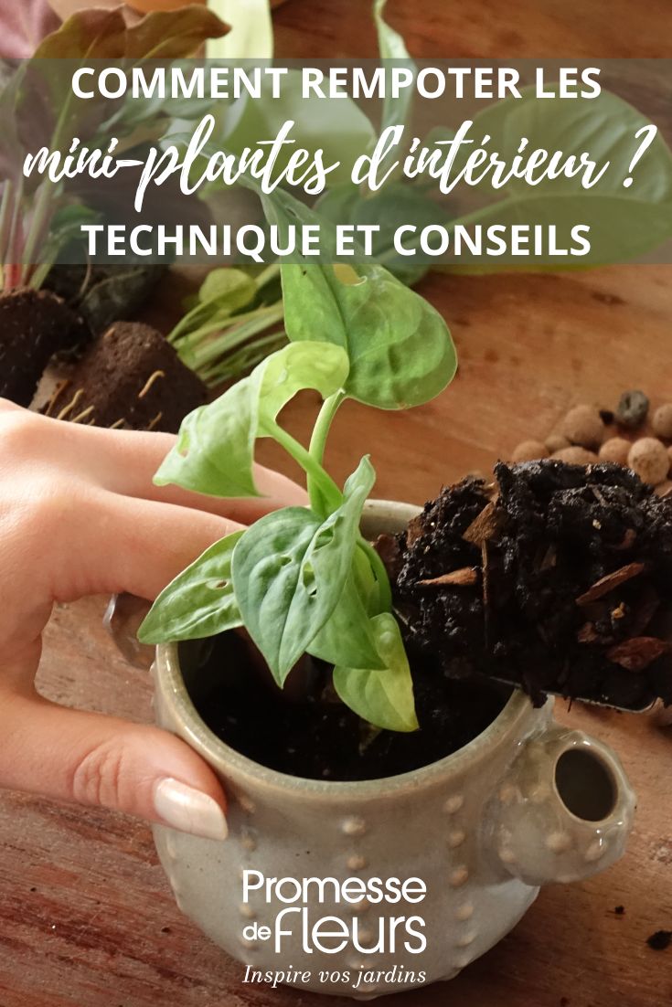 minizolle: come rinvasarle