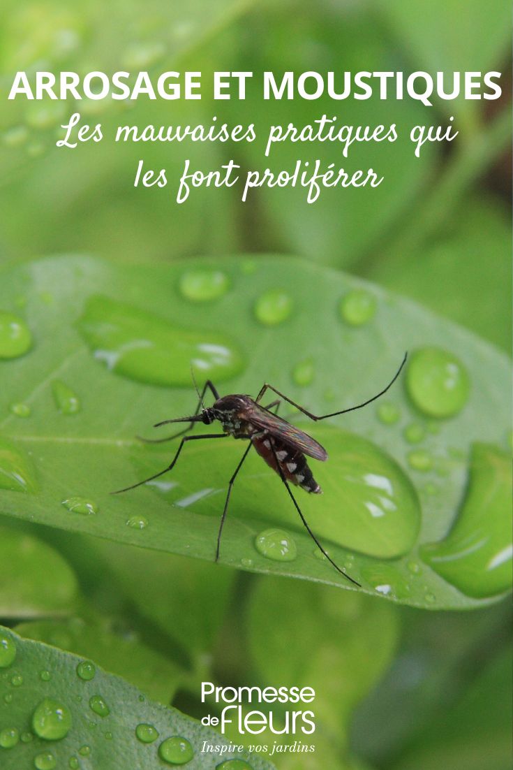 Irrigazione: le cattive abitudini che piacciono alle zanzare