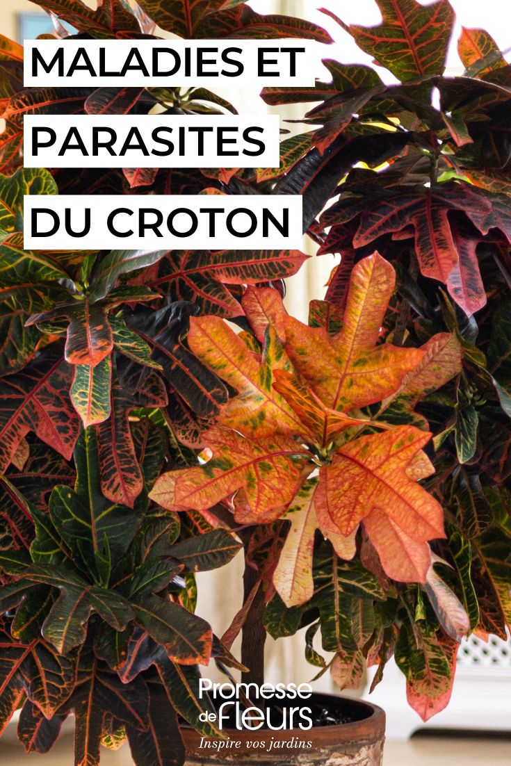 curare il croton in vaso