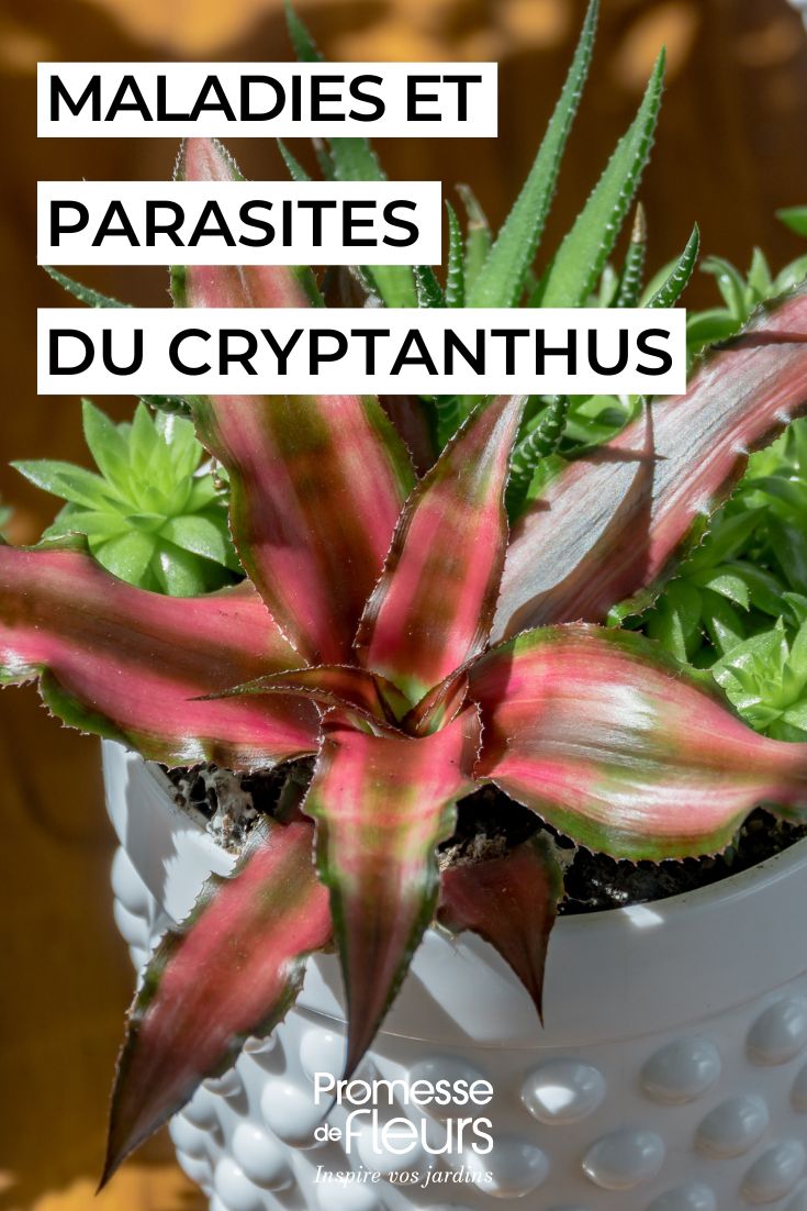 curare il CRYPTANTHUS