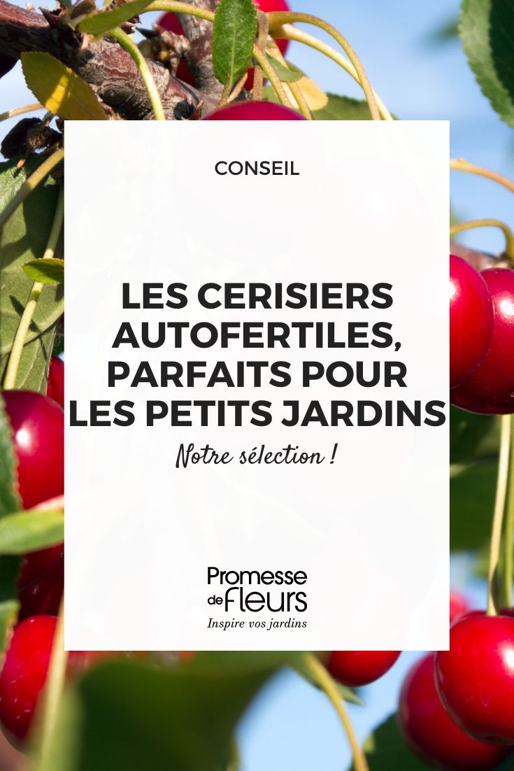 I ciliegi autofertili, la nostra selezione