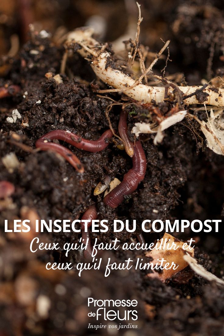 gli insetti del nostro compost