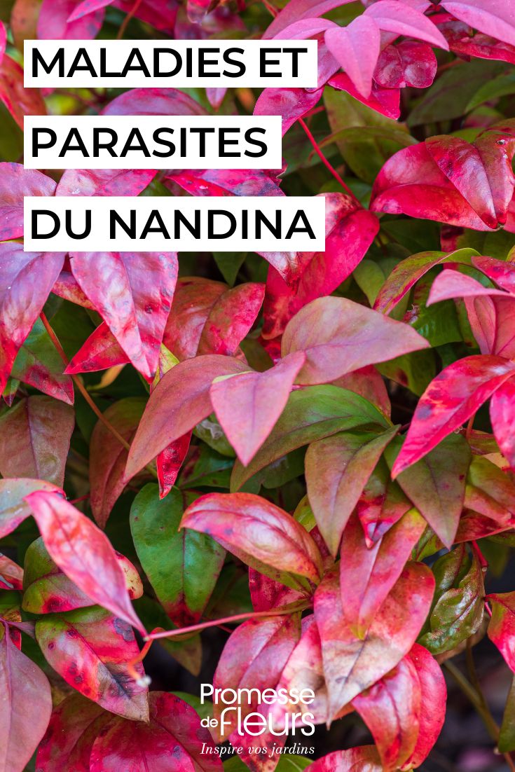 curare il nandina