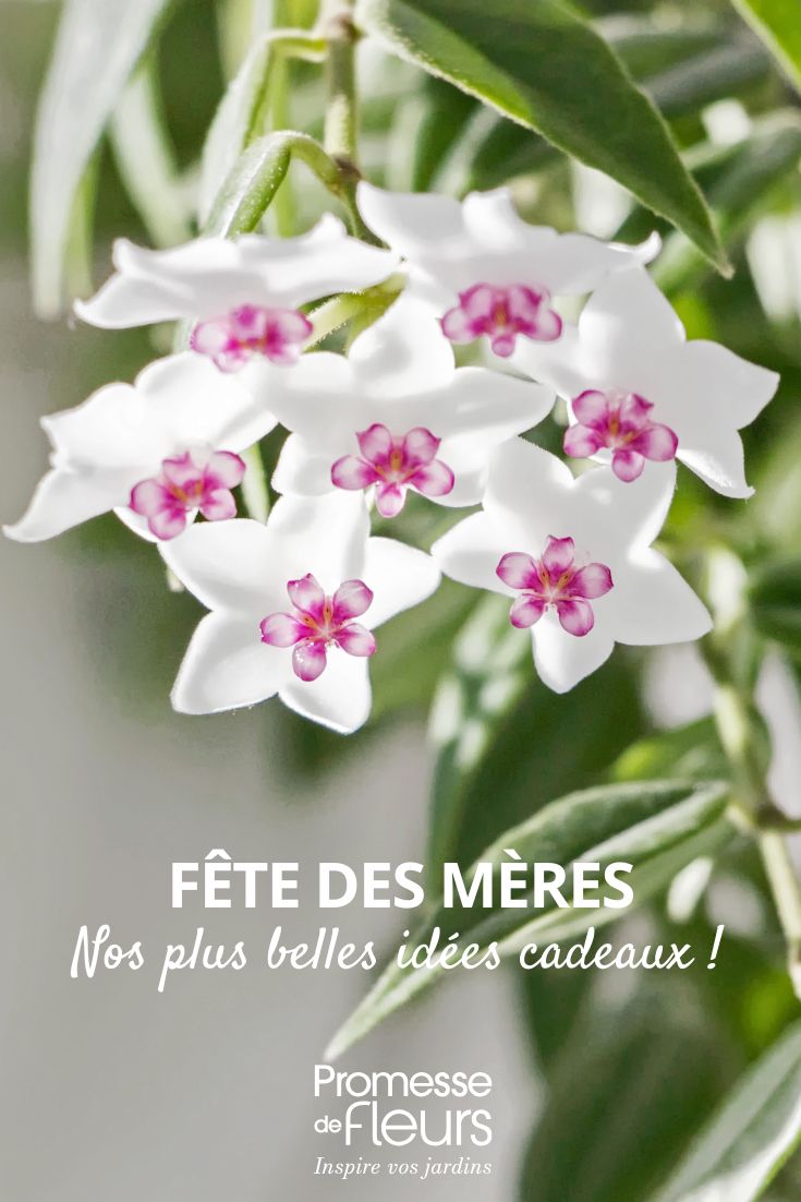 hoya fiore di porcellana