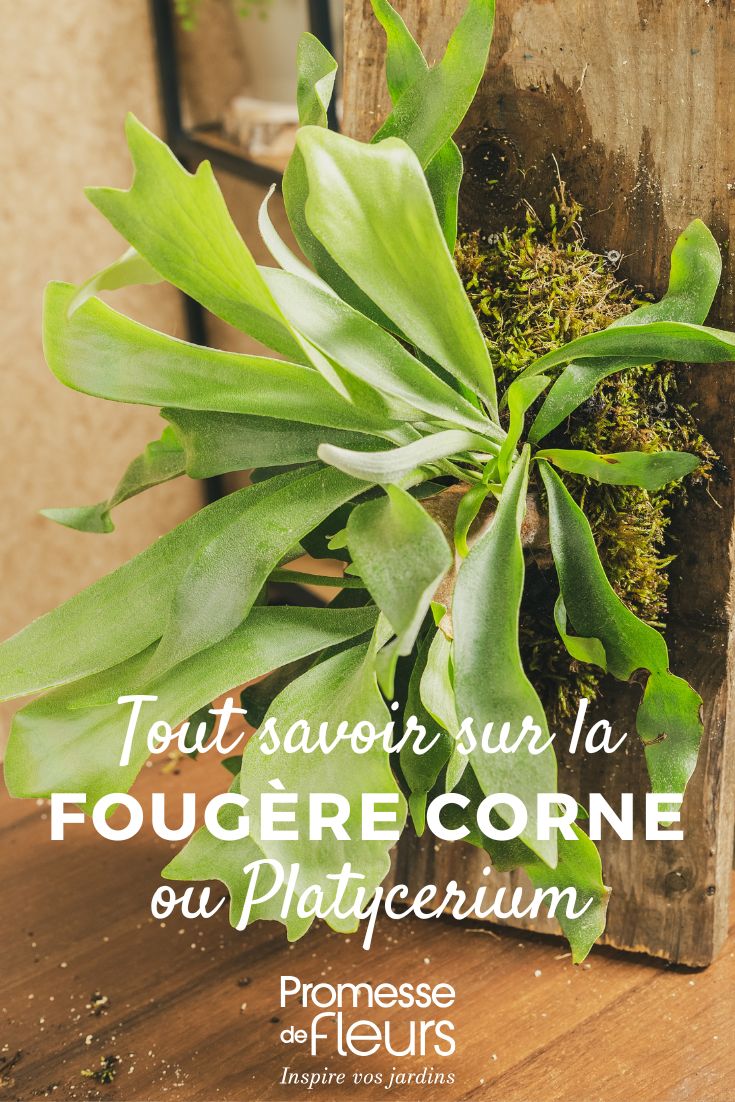 Platycerium, Felce corna d'alce: Coltivazione e cura