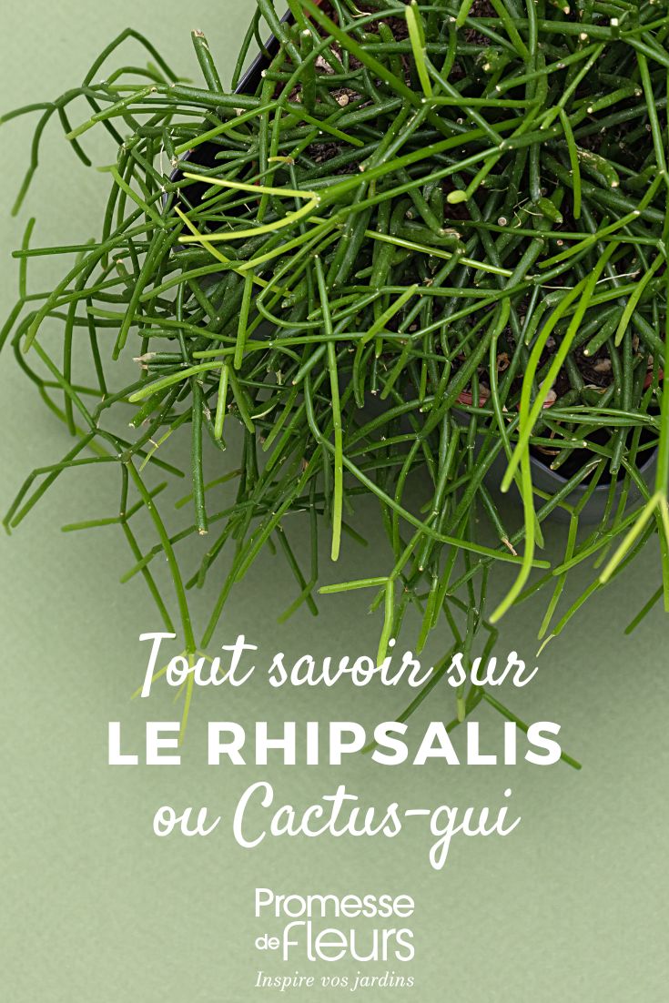 Rhipsalis in vaso