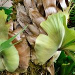 **Platycerium, Felce corna d'alce: Coltivazione e cura**  

Il **Platycerium**, comunemente noto come **felce corna d'alce**, è una pianta epifita affascinante e originale, apprezzata per le sue foglie insolite che ricordano le corna di un alce. Originaria delle foreste tropicali, questa felce è perfetta per aggiungere un tocco esotico al tuo spazio interno o al giardino.  

### **Coltivazione del Platycerium**  

1. **Luce**:  
   - Preferisce una luce **indiretta e luminosa**, ma può tollerare anche condizioni di luce moderata.  
   - Evita l'esposizione diretta al sole, che potrebbe bruciare le foglie.  

2. **Temperatura e umidità**:  
   - Ideale tra i **18°C e 24°C**.  
   - Ama un ambiente **umido**, simile al suo habitat naturale. Nebulizza regolarmente le foglie o posiziona la pianta su un vassoio con ciottoli e acqua.  

3. **Substrato**:  
   - Essendo una pianta epifita, cresce bene su **supporti come corteccia o fibra di cocco**.  
   - Se coltivata in vaso, utilizza un mix ben drenante, come terriccio per orchidee.  

4. **Annaffiatura**:  
   - Mantieni il substrato **leggermente umido**, ma non inzuppato.  
   - Riduci le annaffiature in inverno.  

5. **Concimazione**:  
   - Utilizza un fertilizzante **diluito e bilanciato** ogni 4-6 settimane durante la stagione di crescita (primavera-estate).  

### **Cura e manutenzione**  

- **Pulizia delle foglie**: Rimuovi la polvere dalle foglie con un panno umido per favorire la fotosintesi.  
- **Potatura**: Taglia le foglie morte o danneggiate alla base per mantenere la pianta sana.  
- **Rinvaso**: Se coltivata in vaso, rinvasala ogni 2-3 anni o quando le radici diventano troppo grandi.  

Con le giuste cure, il **Platycerium** diventerà un punto focale unico nella tua collezione di piante!