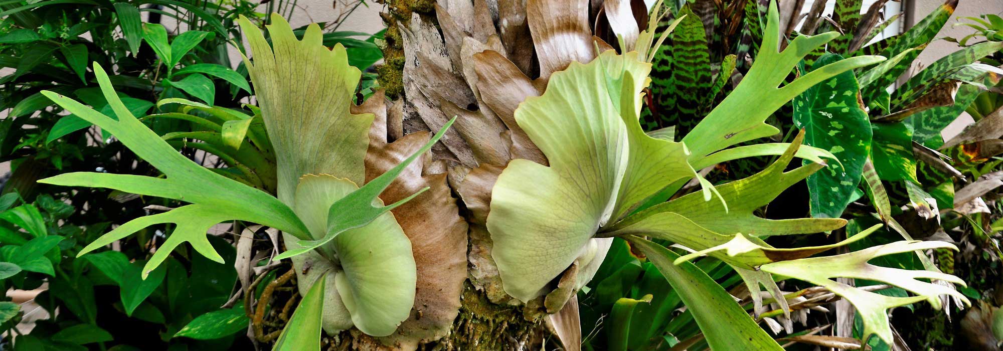 **Platycerium, Felce corna d'alce: Coltivazione e cura**  

Il **Platycerium**, comunemente noto come **felce corna d'alce**, è una pianta epifita affascinante e originale, apprezzata per le sue foglie insolite che ricordano le corna di un alce. Originaria delle foreste tropicali, questa felce è perfetta per aggiungere un tocco esotico al tuo spazio interno o al giardino.  

### **Coltivazione del Platycerium**  

1. **Luce**:  
   - Preferisce una luce **indiretta e luminosa**, ma può tollerare anche condizioni di luce moderata.  
   - Evita l'esposizione diretta al sole, che potrebbe bruciare le foglie.  

2. **Temperatura e umidità**:  
   - Ideale tra i **18°C e 24°C**.  
   - Ama un ambiente **umido**, simile al suo habitat naturale. Nebulizza regolarmente le foglie o posiziona la pianta su un vassoio con ciottoli e acqua.  

3. **Substrato**:  
   - Essendo una pianta epifita, cresce bene su **supporti come corteccia o fibra di cocco**.  
   - Se coltivata in vaso, utilizza un mix ben drenante, come terriccio per orchidee.  

4. **Annaffiatura**:  
   - Mantieni il substrato **leggermente umido**, ma non inzuppato.  
   - Riduci le annaffiature in inverno.  

5. **Concimazione**:  
   - Utilizza un fertilizzante **diluito e bilanciato** ogni 4-6 settimane durante la stagione di crescita (primavera-estate).  

### **Cura e manutenzione**  

- **Pulizia delle foglie**: Rimuovi la polvere dalle foglie con un panno umido per favorire la fotosintesi.  
- **Potatura**: Taglia le foglie morte o danneggiate alla base per mantenere la pianta sana.  
- **Rinvaso**: Se coltivata in vaso, rinvasala ogni 2-3 anni o quando le radici diventano troppo grandi.  

Con le giuste cure, il **Platycerium** diventerà un punto focale unico nella tua collezione di piante!