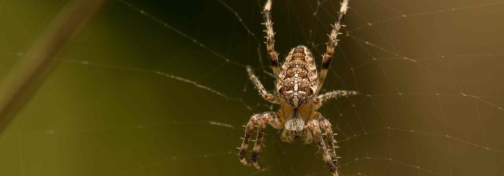 I ragni in giardino: perché è meglio lasciarli in pace?