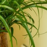 Beaucarnea o Piede d'elefante: la cura di questa pianta d'appartamento nel corso delle stagioni