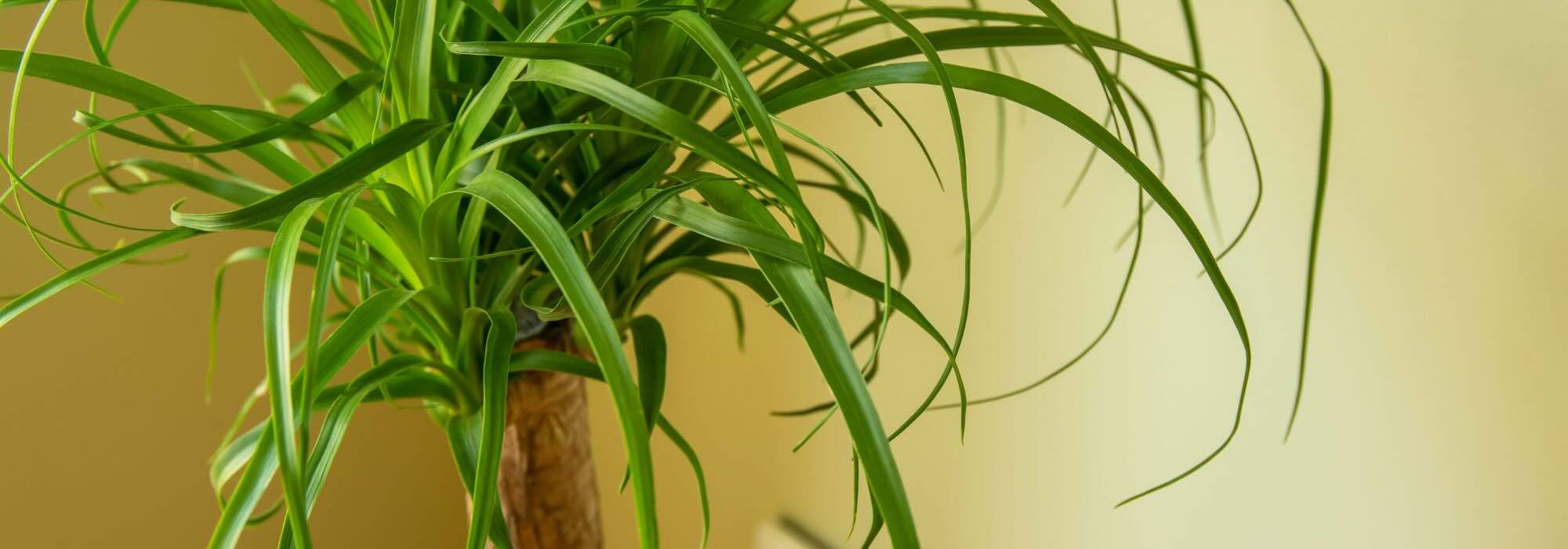 Beaucarnea o Piede d'elefante: la cura di questa pianta d'appartamento nel corso delle stagioni