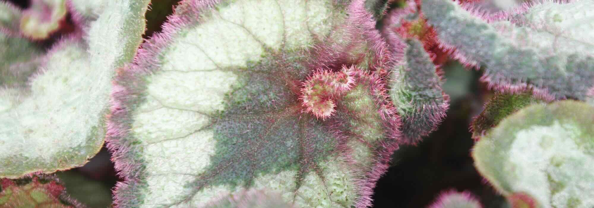 Begonie da interno, la cura nel corso delle stagioni