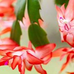 **Cactus di Natale, Schlumbergera: coltivazione e cura per una fioritura spettacolare in inverno**