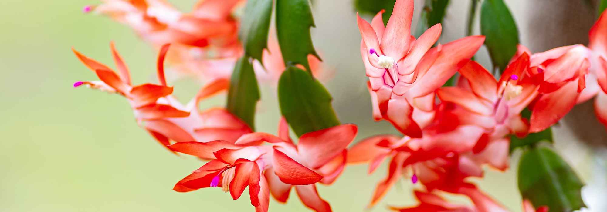 **Cactus di Natale, Schlumbergera: coltivazione e cura per una fioritura spettacolare in inverno**