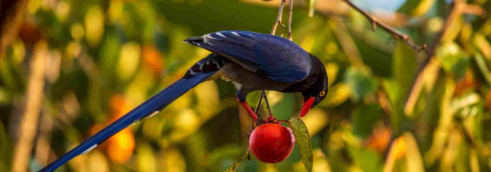 Rete anti-uccelli su un ciliegio: quando e come installarlo?