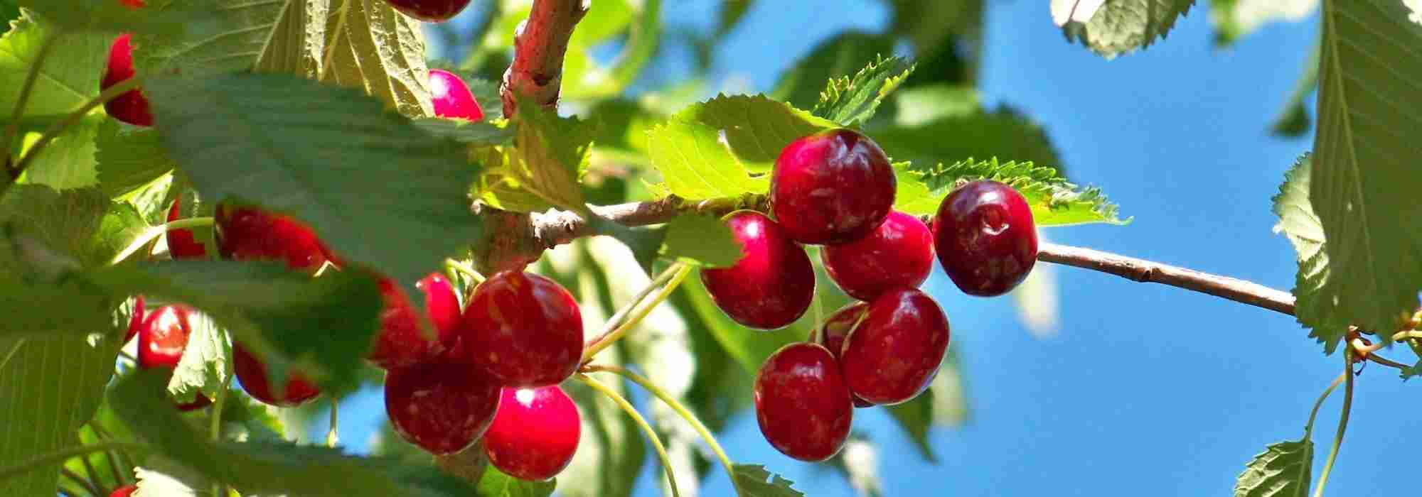 I ciliegi autofertili, perfetti per i piccoli giardini