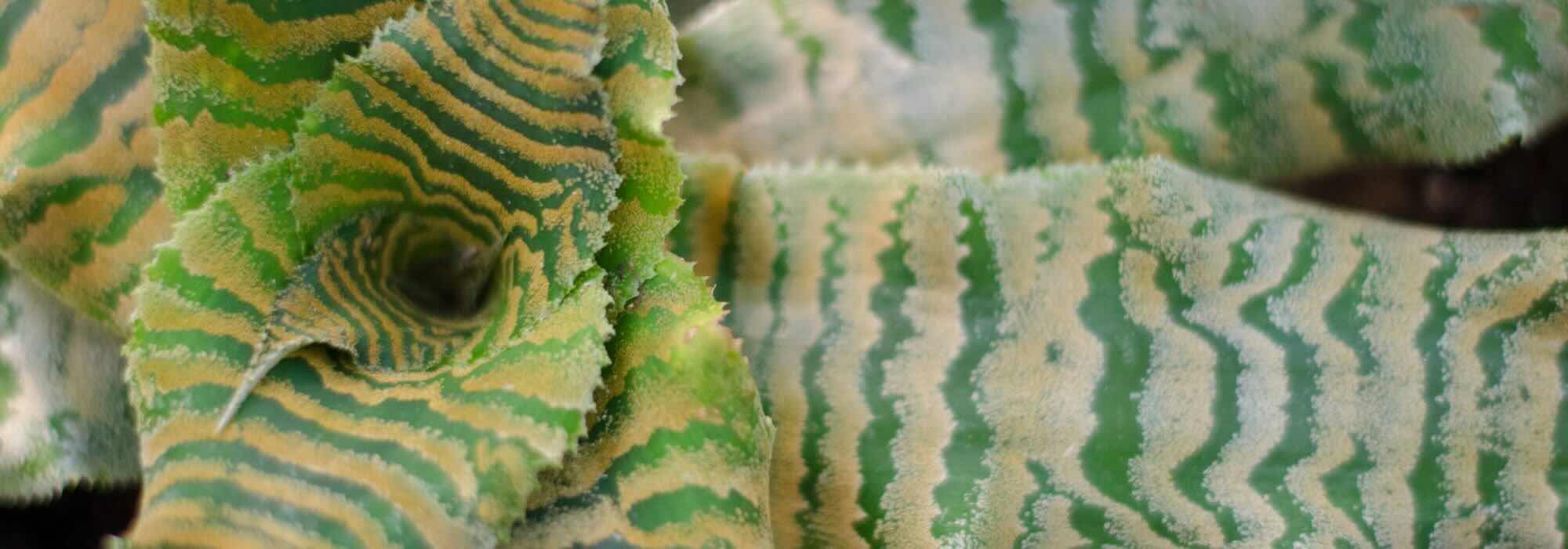 Cryptanthus: malattie, parassiti e problemi comuni di questa pianta d'appartamento