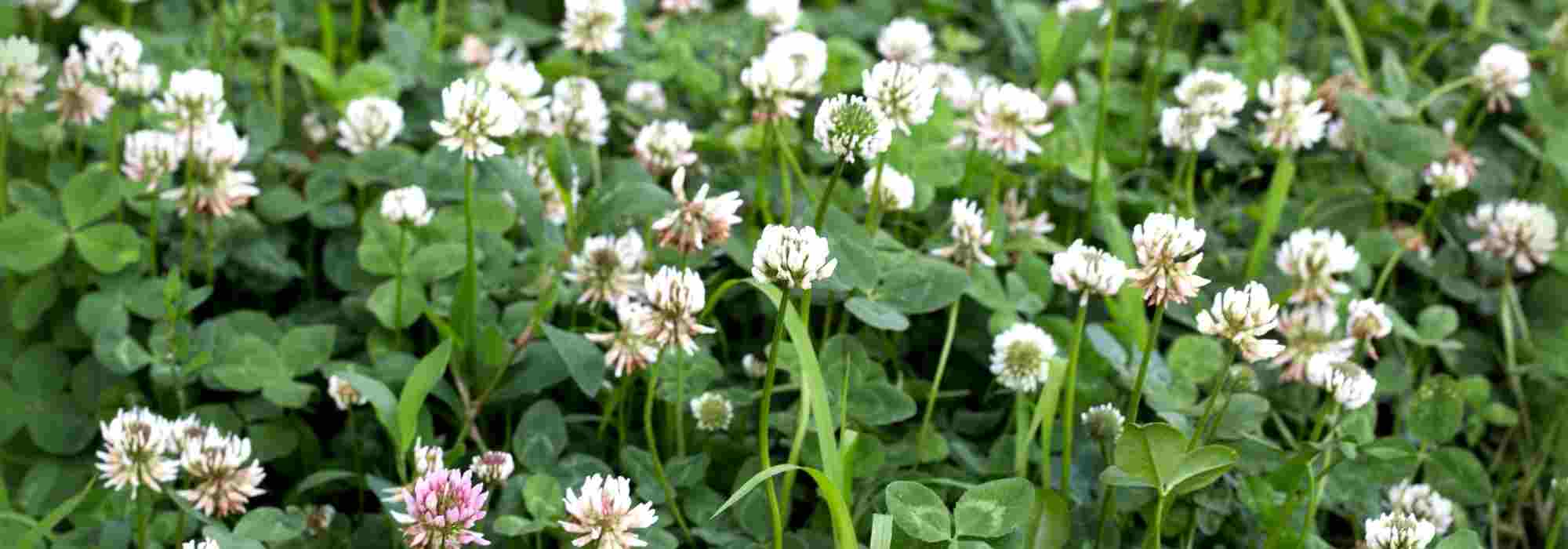 Associare sovescio e orto: una strategia vincente