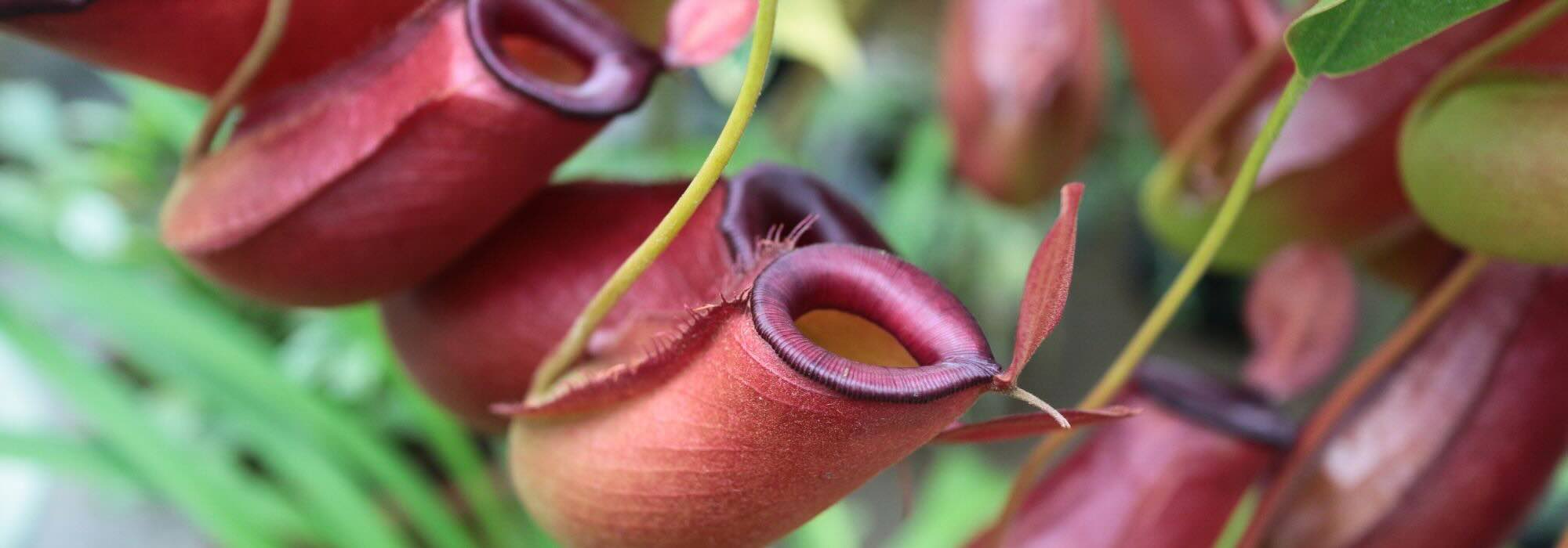 Drosera, Dionaea, Sarracenia... le grandi famiglie di piante carnivore