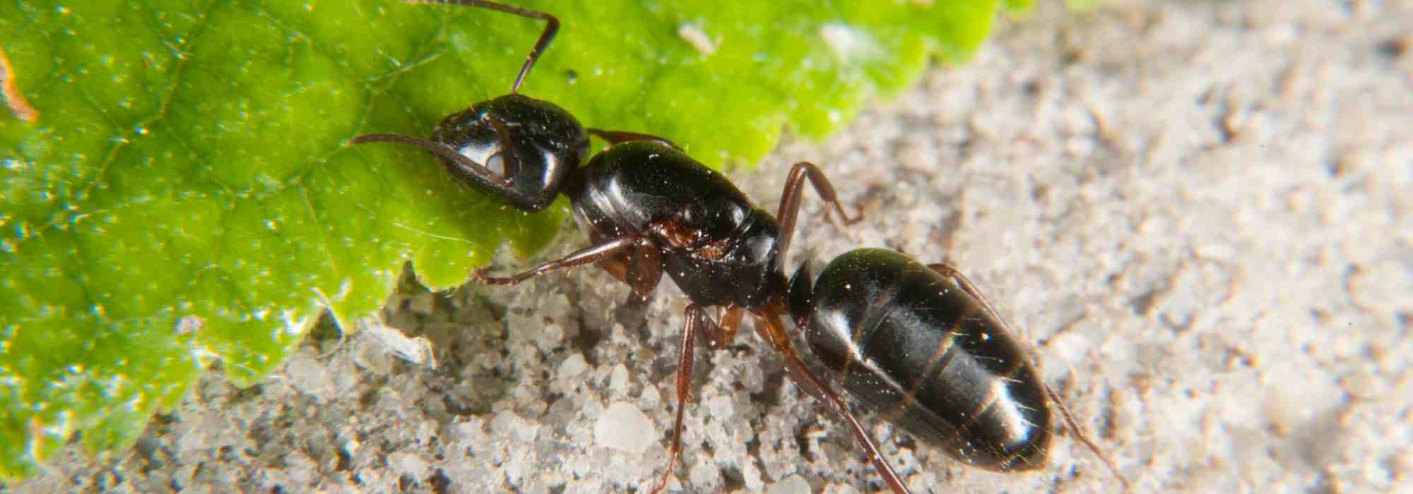 Formiche nei tuoi vasi o alla base delle tue piante: cosa fare?