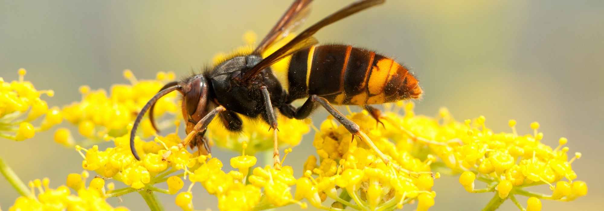 Un nido di vespe nel tuo giardino. Cosa fare?