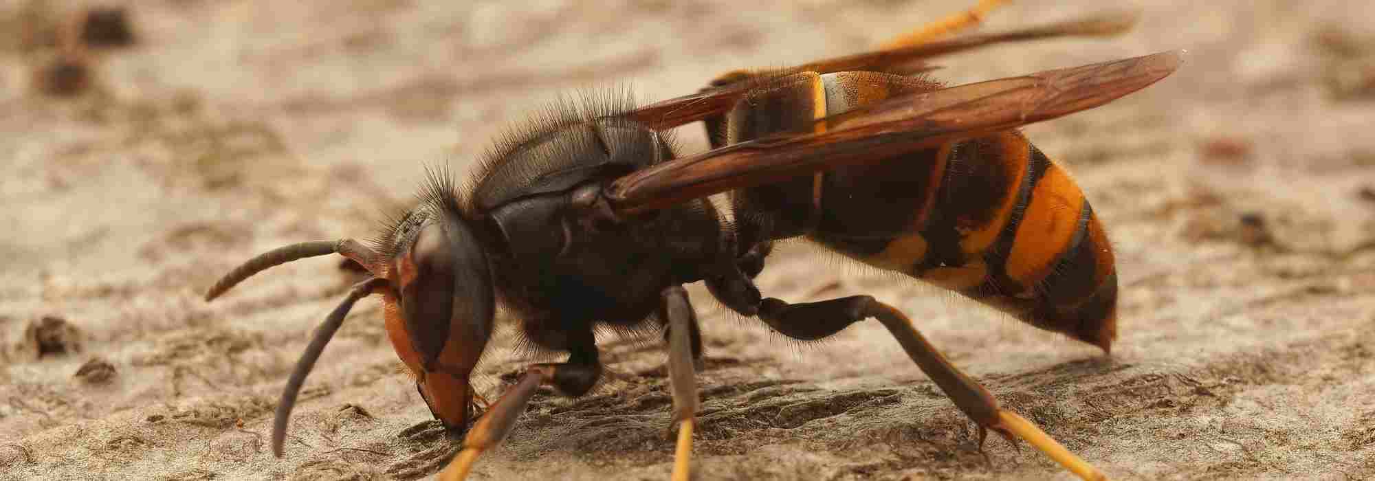 Vespa velutina e vespa crabro: come distinguerli?