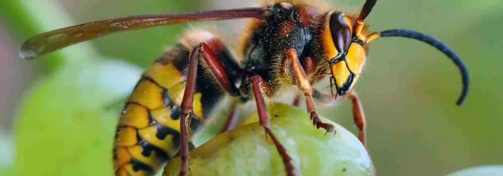 Come proteggere i raccolti di frutta dai calabroni?