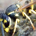 Come limitare le vespe in giardino senza danneggiare la biodiversità?