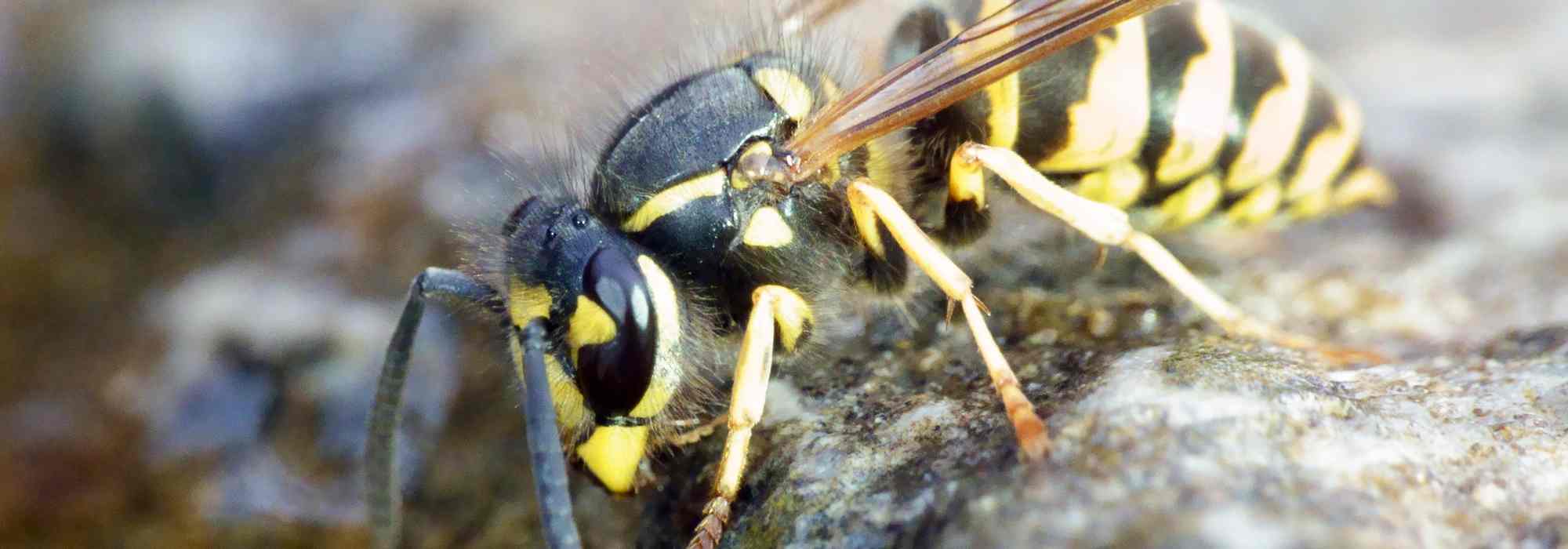 Come limitare le vespe in giardino senza danneggiare la biodiversità?