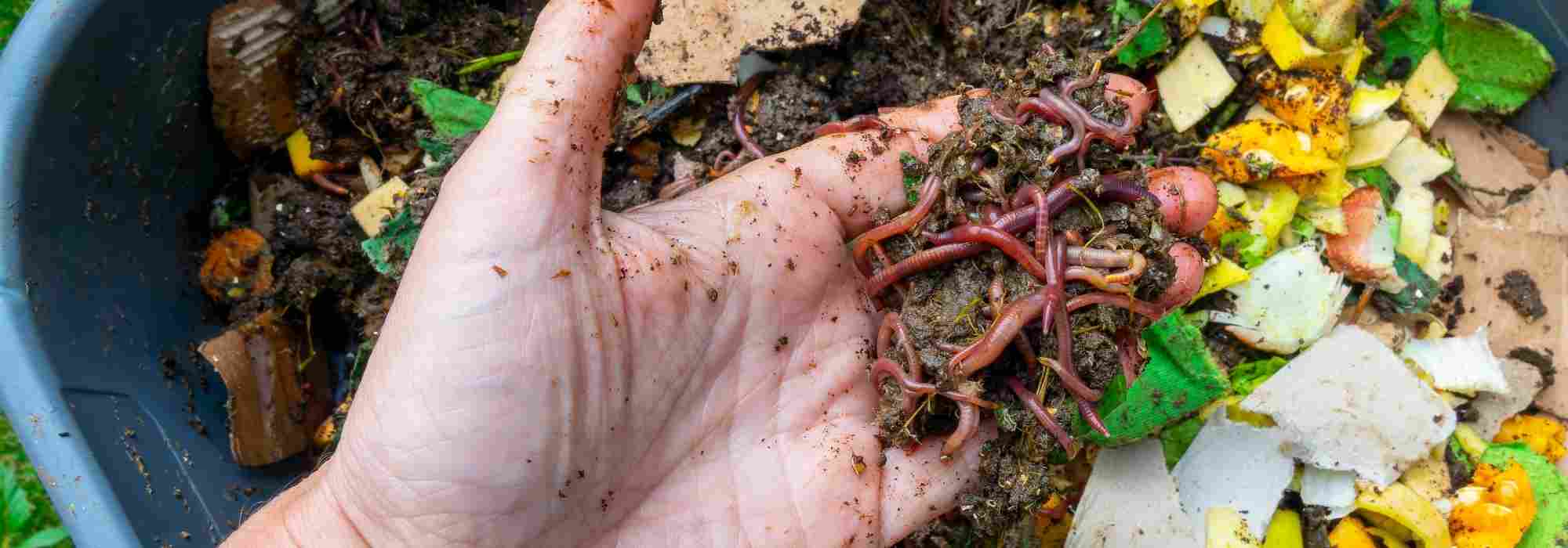Gli insetti del compost: quelli da accogliere, quelli da limitare