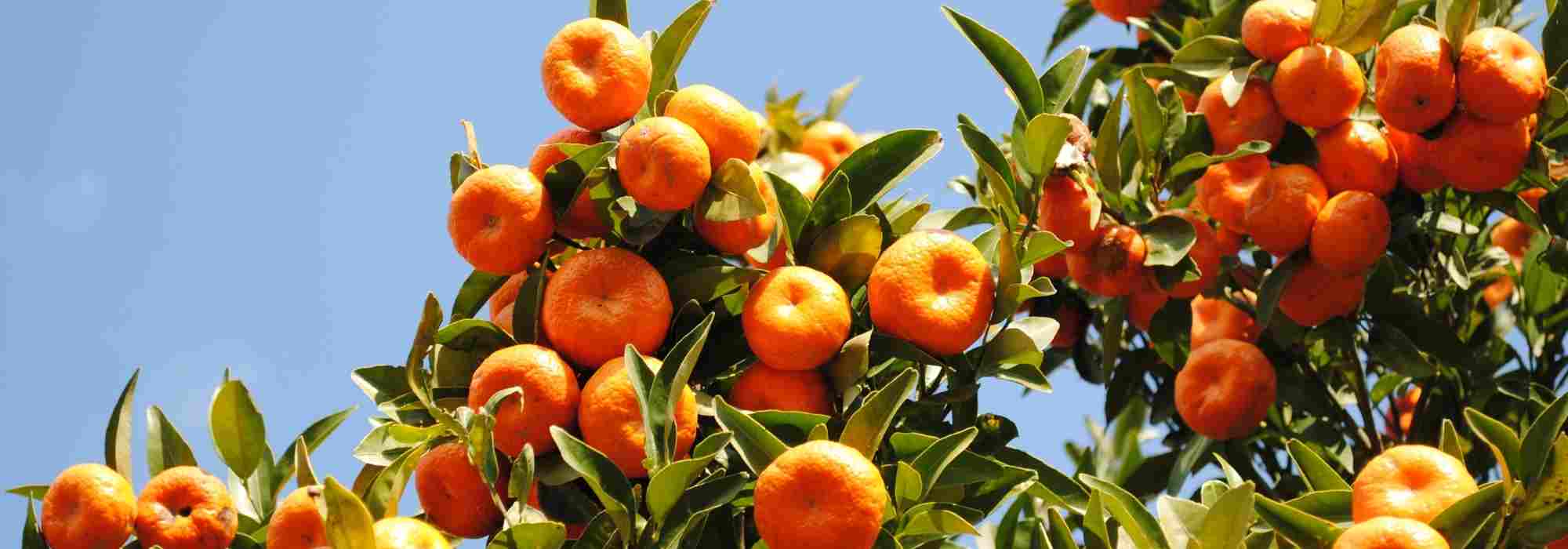 Le malattie e i parassiti più comuni del mandarino