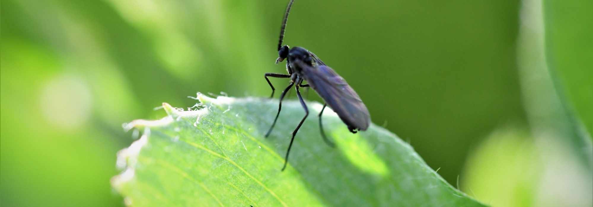 Moscerini del terriccio nei vasi: come evitare efficacemente la loro proliferazione?