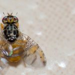 Come combattere la mosca mediterranea della frutta?