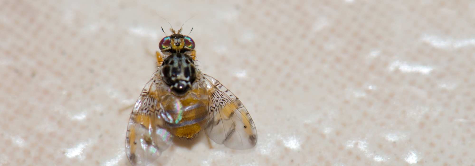 Come combattere la mosca mediterranea della frutta?