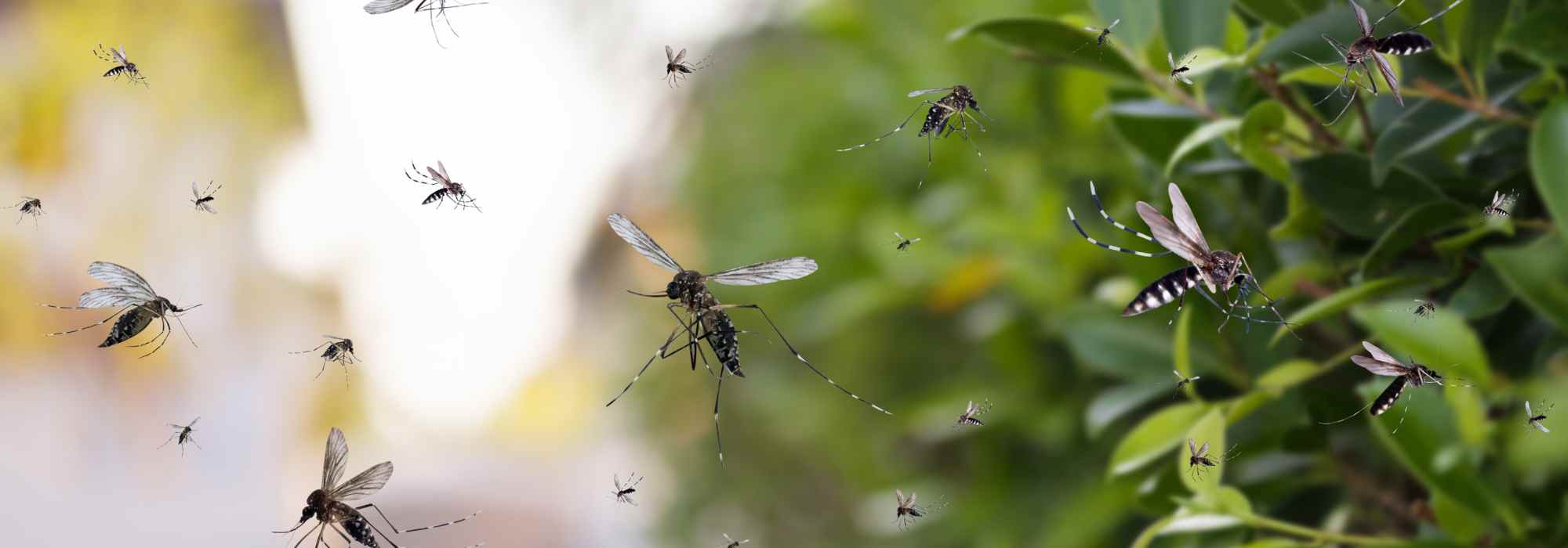 Proliferazione delle zanzare: attenzione a questi errori comuni di irrigazione!