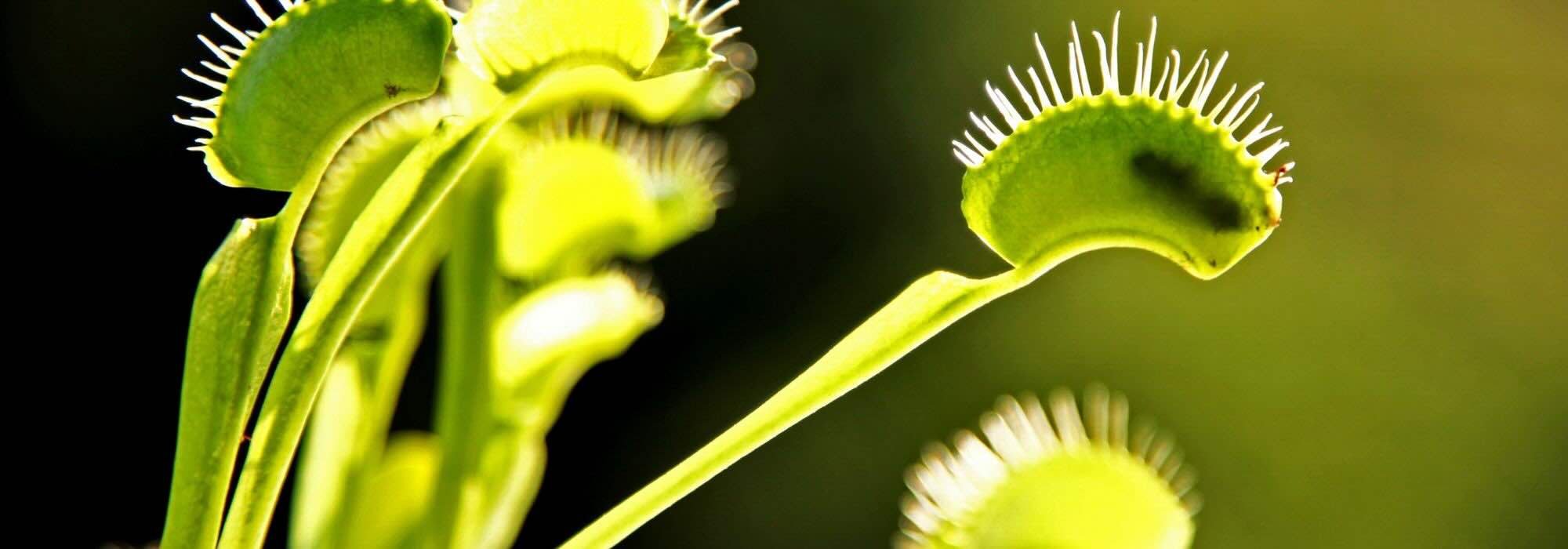 Cosa mangiano davvero le piante carnivore?