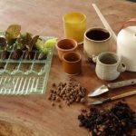 Come rinvasare le mini-piante da interno senza sbagliare?