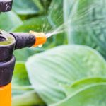 Jardinería para principiantes: cómo tratar y prevenir enfermedades en las plantas del jardín