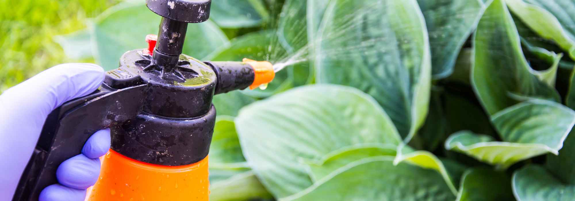 Jardinería para principiantes: cómo tratar y prevenir enfermedades en las plantas del jardín