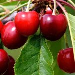 I ciliegi nani, perfetti per balconi, terrazze e piccoli spazi