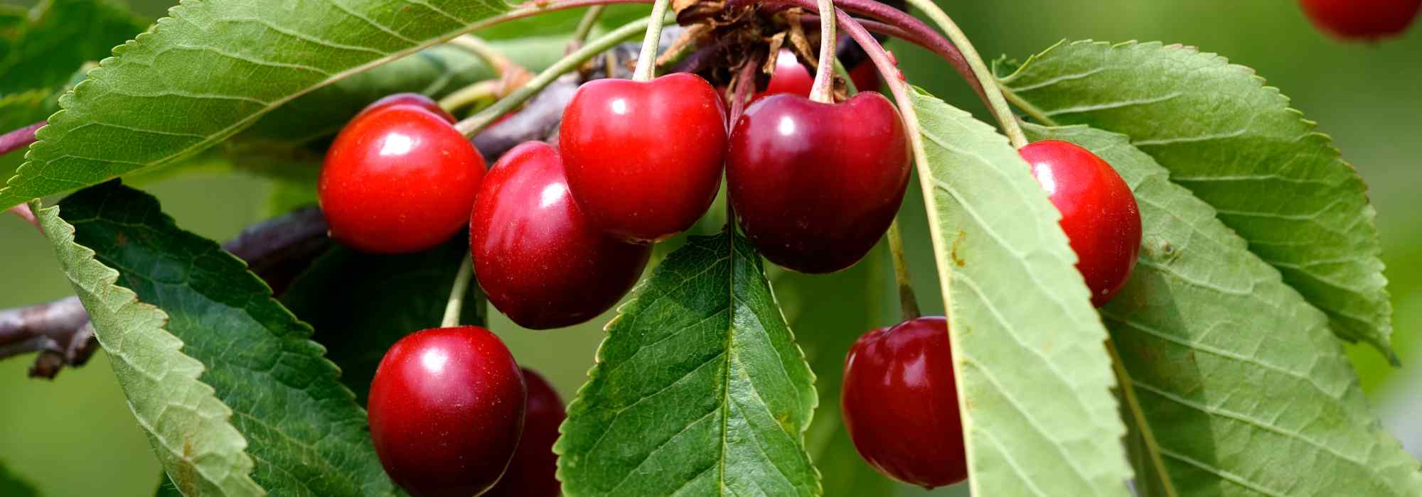 I ciliegi nani, perfetti per balconi, terrazze e piccoli spazi