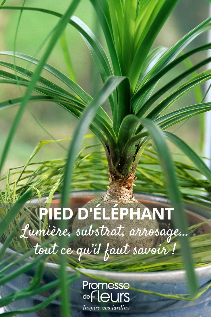 prendersi cura del Beaucarnea