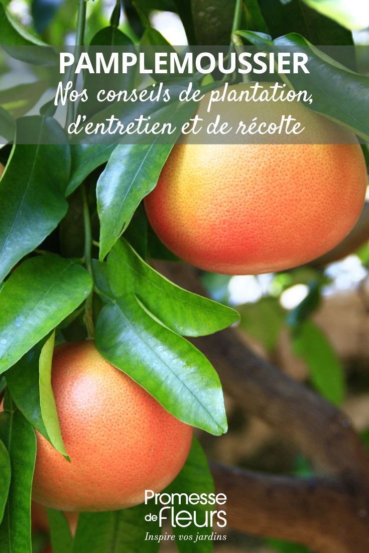 coltivazione del pompelmo