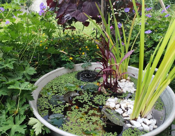 Come creare un piccolo stagno da giardino?